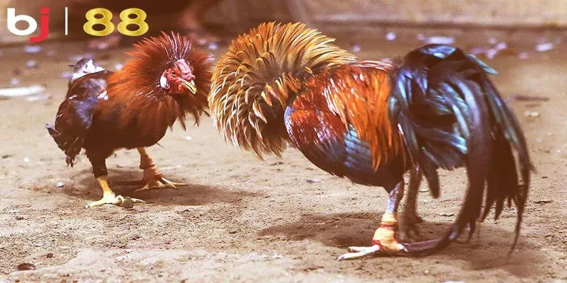 Cách truy cập link xem trực tiếp với 4 bước cơ bản cho người mới