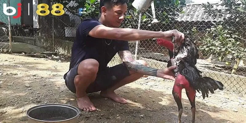 Kỹ thuật om bóp gà đá